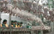 Украина может войти в десятку крупнейших экспортеров курятины