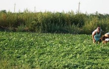 Присяжнюк: Украина готова к свободному рынку земель сельхозназначения