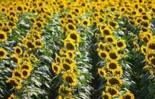 «Укролияпром» прогнозирует рост производства подсолнечного масла на 13%