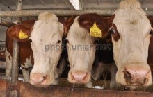 В России может подорожать молочная продукция из-за дефицита сырья