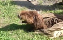 Бобер заблудился среди многоэтажек и напугал киевлян (видео)