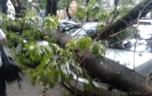 В Одесі ураган повалив два десятки дерев і травмував людей