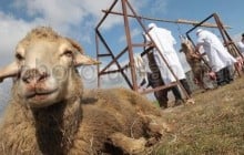 Беларусь временно ограничила ввоз скота из России