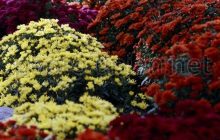 В Киеве к юбилею Крещения Руси высадят 3 тыс. хризантем