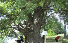 У Мезинському парку облаштували територію навколо 500-літнього дуба