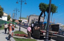 Комунальники викопали дерева, висаджені до ювілею Хрещення Русі (фото)