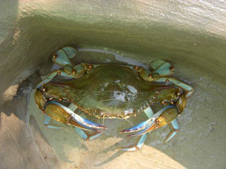 Блакитний краб / Фото: Херсондержрибоохорона