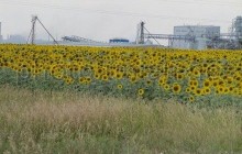 Госзембанку могут разрешить приобретать сельхоземли до снятия моратория