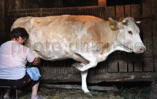Производители молока просят Азарова урегулировать экспорт белорусской продукции