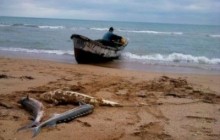 Кримські браконьєри за вилов осетрів отримали по 2,5 роки ув’язнення - рішення суду