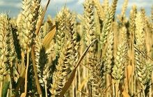 Украина увеличила зкспорт зерновых на четверть