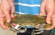 У Дніпро-Бузькому лимані виловили північноамериканського блакитного краба (фото)