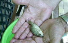 У водоймі Луганщині вперше зафіксували проживання південно-американської рибки