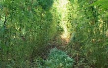 На Луганщині виявили плантацію конопель на 1 млн грн