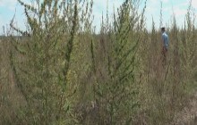 На Луганщині знайшли плантацію коноплі на 92 млн грн