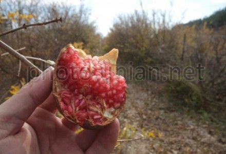 В Крыму начался сбор урожая гранатов В Крыму начался сбор урожая гранатов