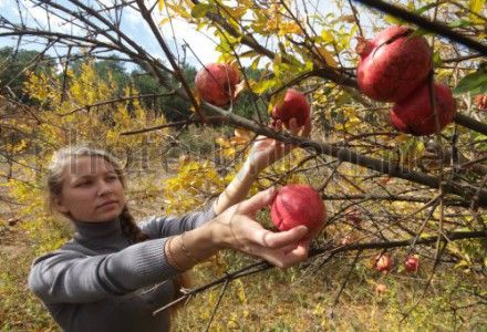 В Крыму начался сбор урожая гранатов В Крыму начался сбор урожая гранатов