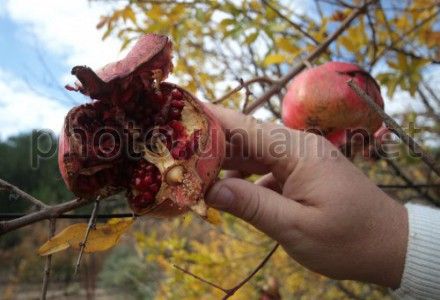В Крыму начался сбор урожая гранатов В Крыму начался сбор урожая гранатов