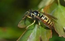 Более 40 человек в Китае стали жертвами диких ос