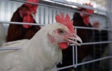 Экспорт украинской курятины в ЕС может начаться в ноябре