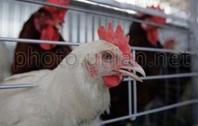 США и Украина угрожают лидерству Польши в производстве курятины - СМИ
