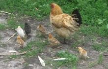 У Росії вчені виявили нову хворобу курей