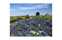 Виноделие в Украине: нереализованный потенциал с большой перспективой