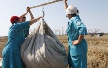 Украине хватит гречки - Минагропрод