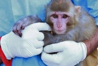 У Китаї чоловік три місяці доглядав за пораненим рідкісним мавпеням (відео)