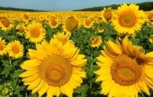 Украина в 2013 году снизила на 10,1% производство подсолнечного масла