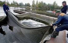 У столиці заборонили промисловий вилов риби