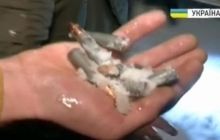 Депутатів просять розслідувати, чи були снайпери на даху Українського дому