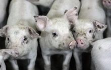 Беларусь вслед за Россией запретила ввоз свинины из Украины