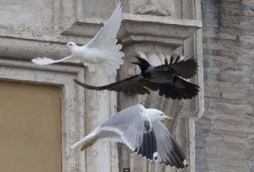 Ворон атакував голубів, випущених Папою Римським після молитви за Україну