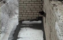 На Луганщине спасатели снимали пса с козырька балкона на девятом этаже