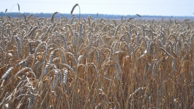 Минагропрод подсчитал потери зерновых в Крыму и на Донбассе / Фото УНИАН