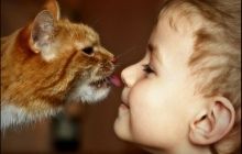 Кошки продлевают жизнь хозяевам