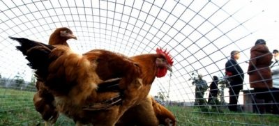 Украинские птицеводы сумели компенсировать потери из-за закрытия для них рынка Таможенного союза / Фото УНИАН