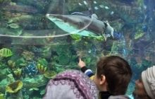 Морские водоросли помогут вылечить язву желудка