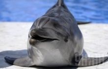 Боевые дельфины США поучаствуют в учениях НАТО на Черном море