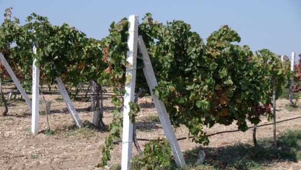 В Украине существует дефицит столового винограда / Фото УНИАН