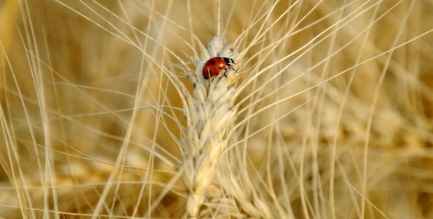 Прогноз урожая пшеницы улучшен на 1 млн тонн / Фото УНИАН