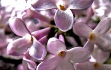 Чем полезны цветки сирени для здоровья человека