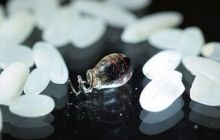 В США создали беспроводной кардиостимулятор размером с рисовое зерно
