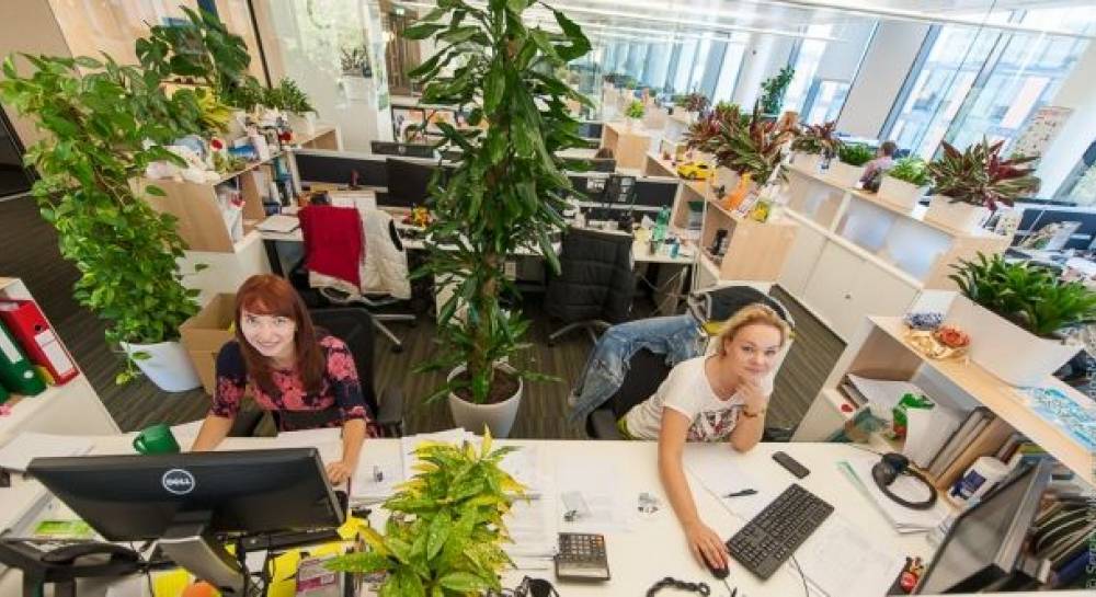 Сады и люди ижевск. Растения для офиса. Озеленение рабочего места. Рабочее место с растениями. Цветы на рабочем месте в офисе.