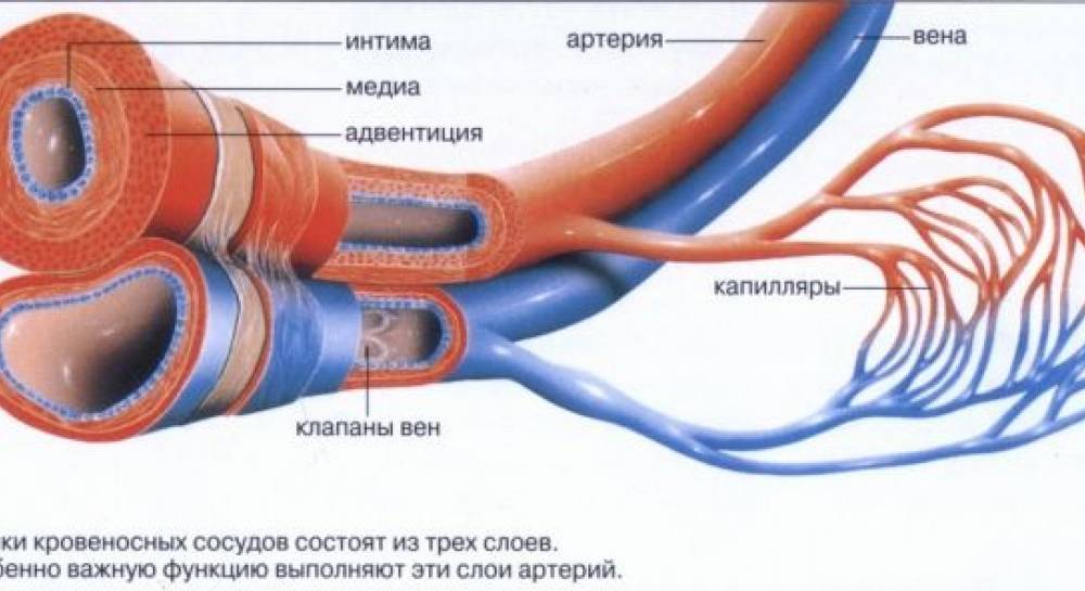 Настоящую в какую вену. Кровеносные сосуды Вена артерия капиляр. Строение кровеносных сосудов Вена. Строение артерии вены и капилляры. Строение сосудов артерия Вена капилляр.