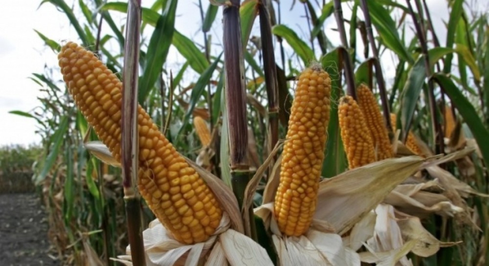 Ukrainian corn hits 6-week high st $185.25/mt tracking wheat prices | UNIAN