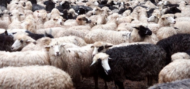 Террористы воруют овец с ферм / Фото УНИАН