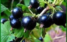 Лечебные свойства черной смородины