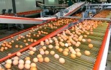 Украинские предприятия будут экспортировать яйца в Израиль